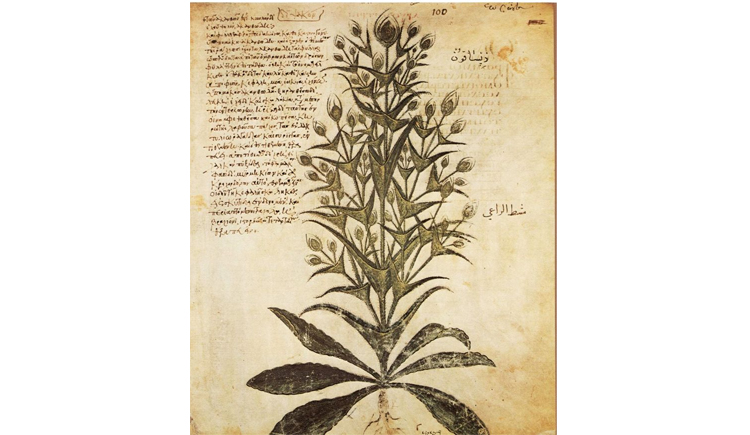 Foto van de wilde kaardebol plant (Dipsacus sylvestris) uit ‘De materia medica’ door Dioscorides