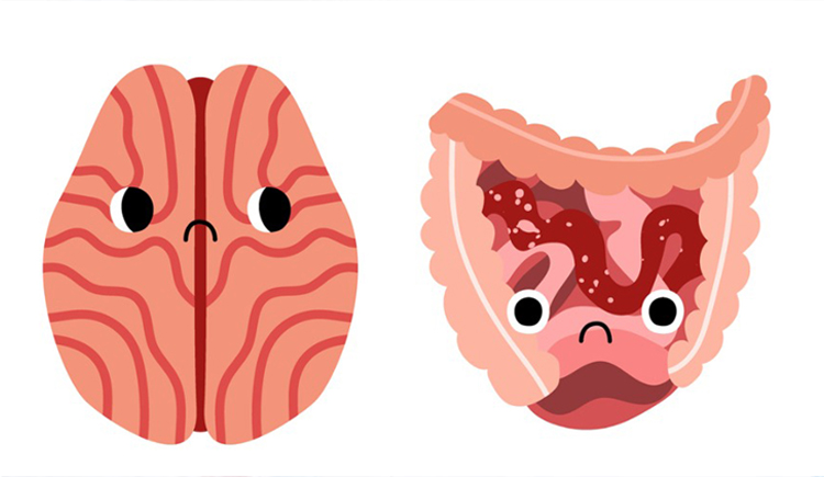 Brein en darm