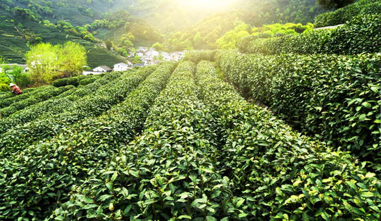 Groene thee plantage